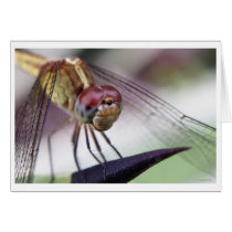 for you 2 cards by blacqbook for you 2 cards