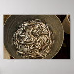 Forage fish research, Shumagin Islands Poster