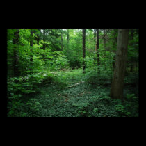 Forest3 posters