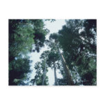 Forest 25 postcard
