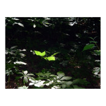 Forest Baby in Sunlight posters