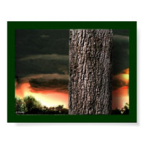 Forest Bark posters by Kaleyedoscopeyes Forest Bark posters