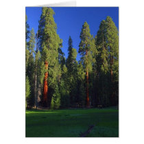 Forest Card