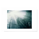 Forest dazzle posters