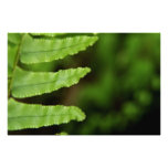 Forest Fern Photo Art