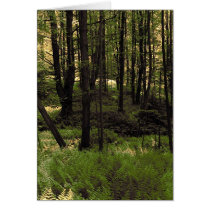 Forest Ferns cards by Merritt_B Forest Ferns cards
