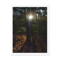 Forest Filter Postcard by threesalamanders Forest Filter Postcard