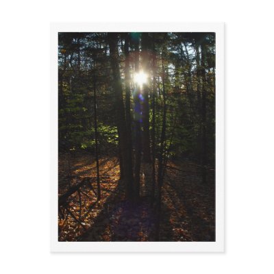 Forest Filter Postcard by threesalamanders