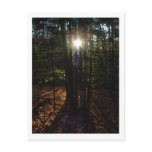 Forest Filter Postcard