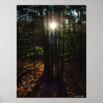 Forest Filter Poster