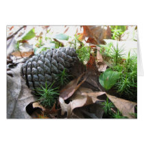 Forest Floor cards