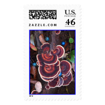 Forest Floor in Jungle, Oahu, Hawaii postage