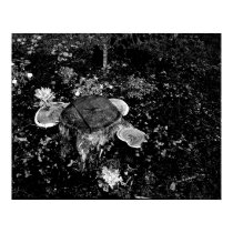 Forest Floor posters
