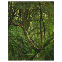 Forest Flyers