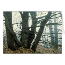 Forest Fog cards