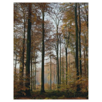 Forest from the Forest Flyers