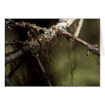 Forest Fuzz; Customizable Greeting Cards