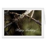 Forest Fuzz; Happy Birthday Greeting Cards