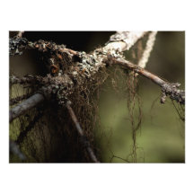 Forest Fuzz; No Text Art Photo