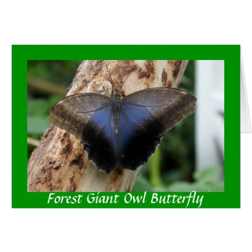Forest Giant Owl Butterfly card