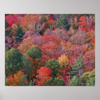 Forest in autumn with fall foliage. Algonquin Print