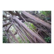 Forest in Barbados posters by ellikitten Forest in Barbados posters