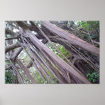 Forest in Barbados posters