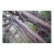 barbados, tree, tropical, caribbean, forest,