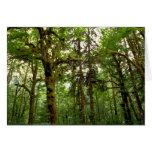 Forest interior, Washington Card