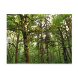 Forest interior, Washington Postcards