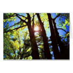 Forest Light Greeting Card cards