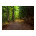 Forest Light posters by dduhaime55 Forest Light posters