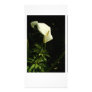 Forest Lily Photo Card
