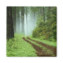 Forest magnets