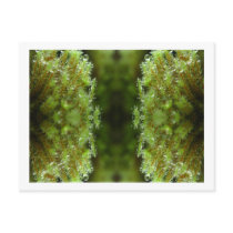 Forest Mist postcards