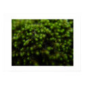 Forest Moss Poster posters