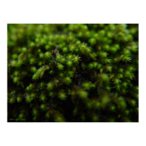 Forest Moss Poster posters