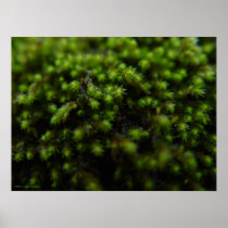 Forest Moss Poster