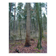 Forest mossy ground and tree trunks post cards