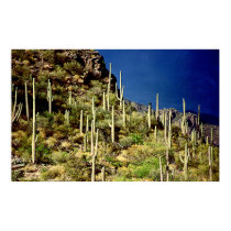 forest of cactus II posters