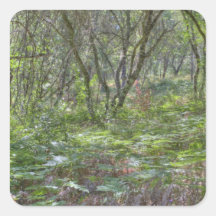 Forest Of Ferns Stickers