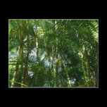 Forest of Palm Trees Postcard