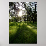 "Forest of Shadows" Posters