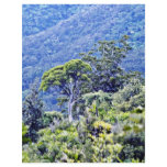 Forest On ehau untain, Coromandel Peninsula Personalized Flyer
