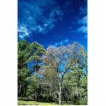 Forest on Mt. Laguana, Cleveland State park, Ohio, Photo Sculpture