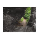 Forest Path Post Cards