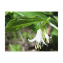 Forest Plant postcards by 2tigerlily Forest Plant postcards