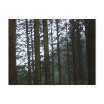 Forest Postcard