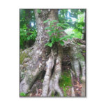 Forest Postcard