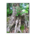 Forest Postcard